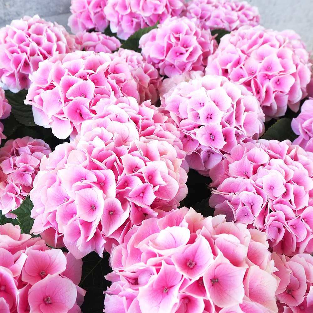 Amazon.co.jp: Hydrangea Cotton Candy Pink No. 5 Pot, Sold as 1